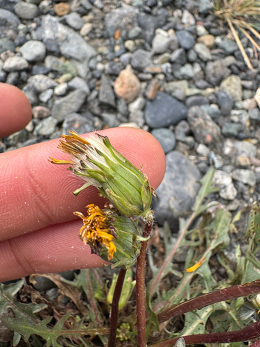 horned dandelion