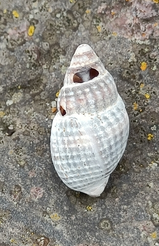 Tritia nitida