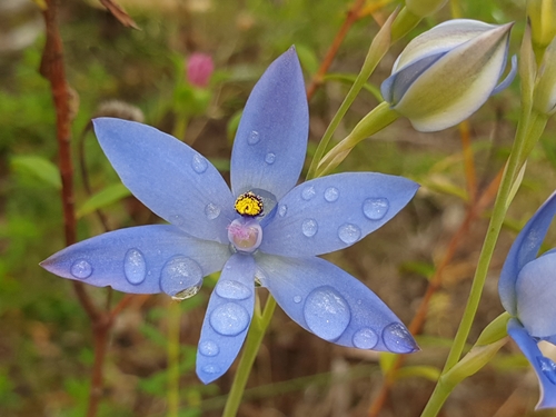 Blue Lady Orchid