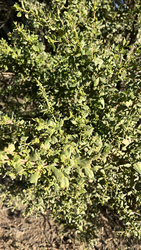 iNaturalist observation photo of coyote brush