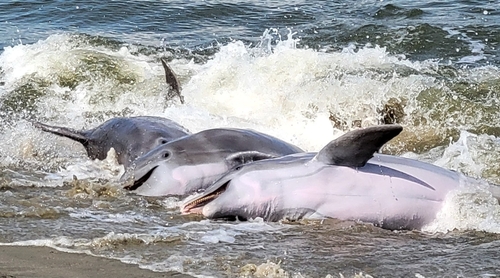 Tamanend's Bottlenose Dolphin