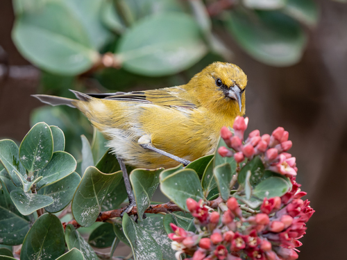 Hawaiʻi ʻAmakihi