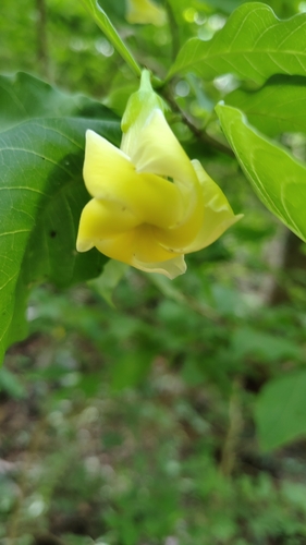 Tabernaemontana ochoterenae (Tabernaemontana ochoterenae)