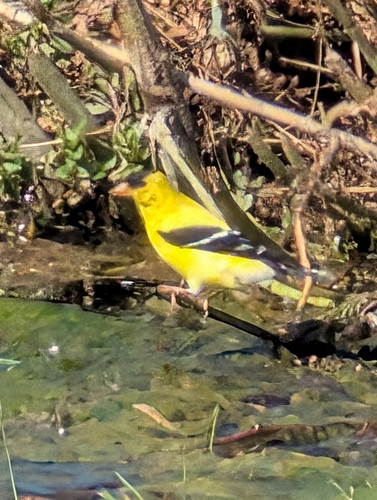 iNaturalist observation 2025-07-25