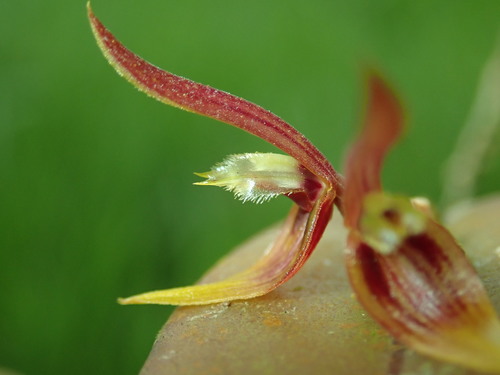 Acianthera found living in Ecuador. Learn more about the Orchids of Ecuador