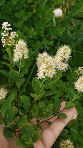 Spiraea alba iNaturalist observation