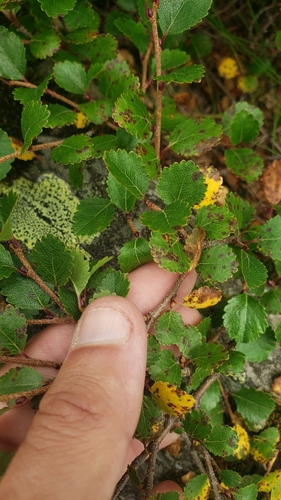 Betula glandulosa iNaturalist observation