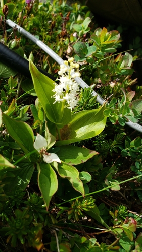 Maianthemum canadense iNaturalist observation