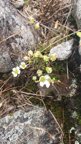 Mononeuria groenlandica iNaturalist observation