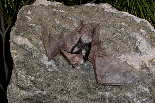Spotted Bat