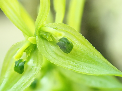 Acianthera aberrans · iNaturalist United Kingdom