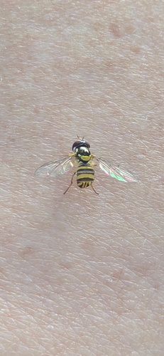 Unknown species found near N Ewing St, Helena, MT, US