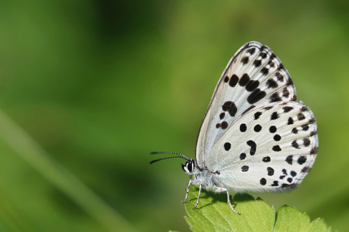 Greater large blue