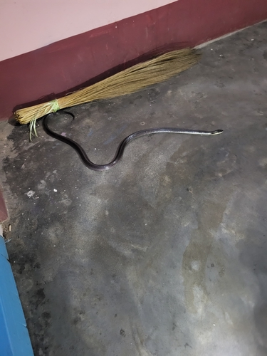 Greater Black Krait