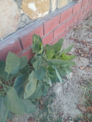 tree tobacco