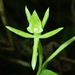 Epidendrum geminiflorum - Photo (c) Rudy Gelis, todos los derechos reservados, subido por Rudy Gelis