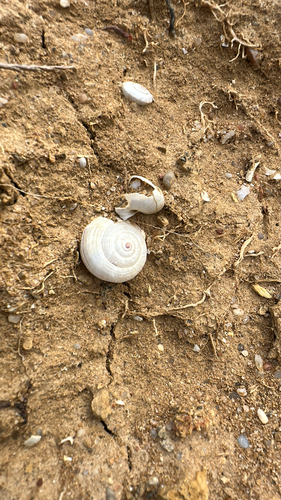 Theba pisana pisana