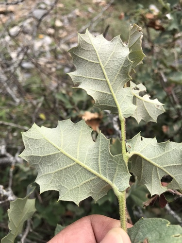 Quercus invaginata
