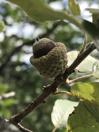 Quercus invaginata