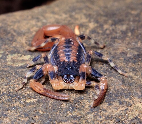 Tityus fasciolatus