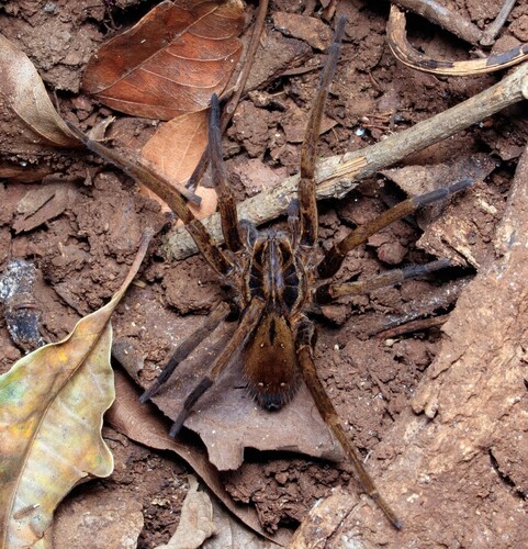 Ancylometes concolor