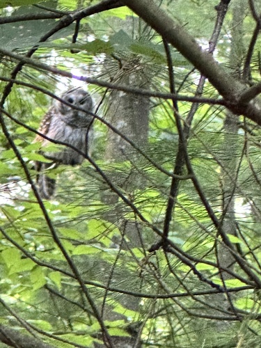 View observation of {o.common_name} on iNaturalist