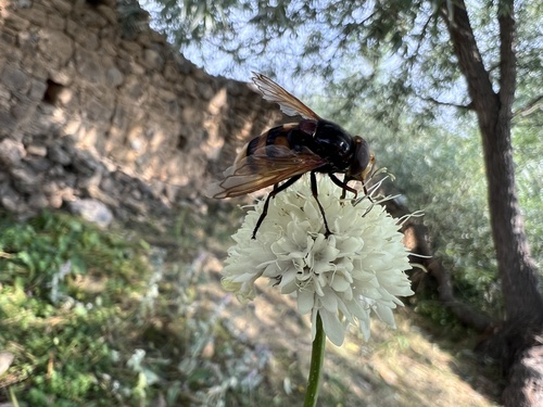 Hornet Mimic Hover Fly