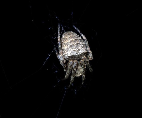 Ocrepeira venustula