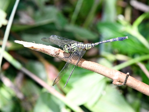 Green Skimmer