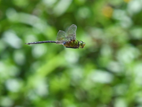 Arrow Emperor