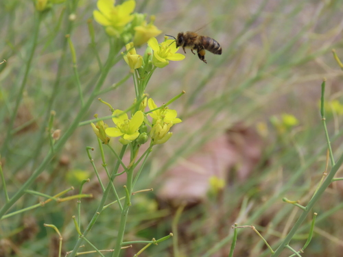 Western Honey Bee