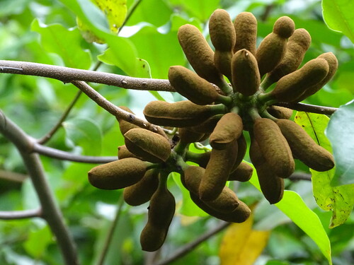 Finger root