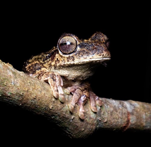 Usina Tree Frog