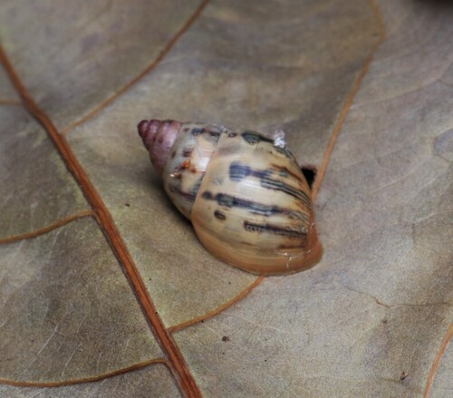Magician Tree Snail