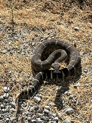 iNaturalist observation photo of Northern Pacific Rattlesnake