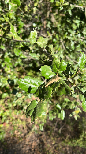iNaturalist observation photo of coast live oak