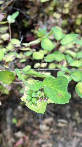 iNaturalist observation photo of Common Snowberry