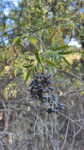 iNaturalist observation photo of blue elder