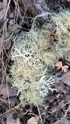 iNaturalist observation photo of shield lichens, rim lichens, and allies
