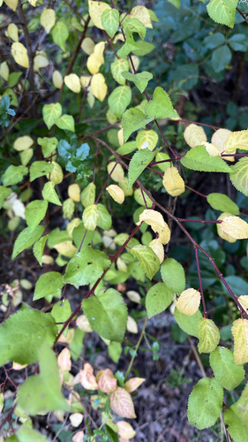 iNaturalist observation photo of plums, cherries, and allies