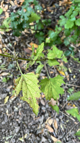 iNaturalist observation photo of California beeplant