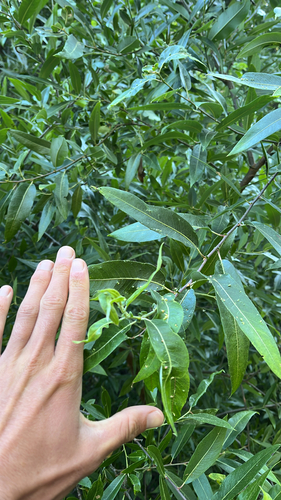 iNaturalist observation photo of red willow