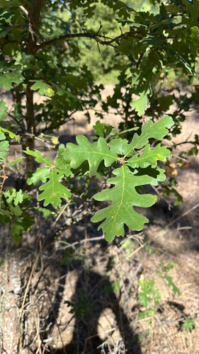 iNaturalist observation photo of valley oak