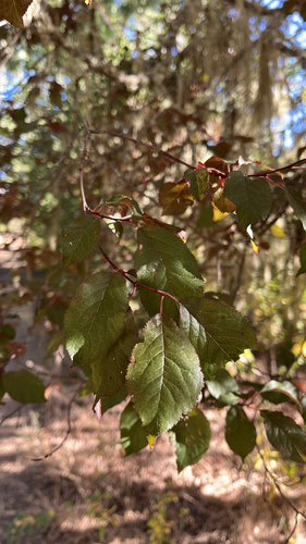 iNaturalist observation photo of Cherry-plum