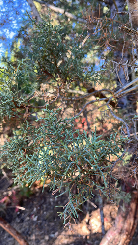 iNaturalist observation photo of Smooth Arizona cypress