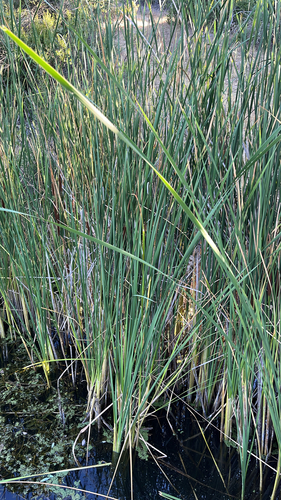 iNaturalist observation photo of southern cattail