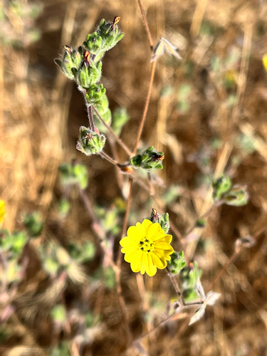 iNaturalist observation photo of common hareleaf