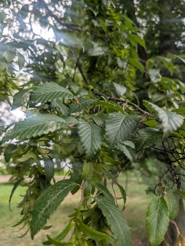 European Hornbeam