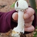 球基蘑菇 - Photo 由 Matthias 所上傳的 (c) Matthias，保留所有權利