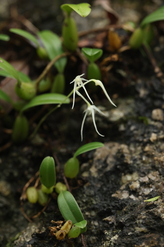 Kwangtungense Orchid